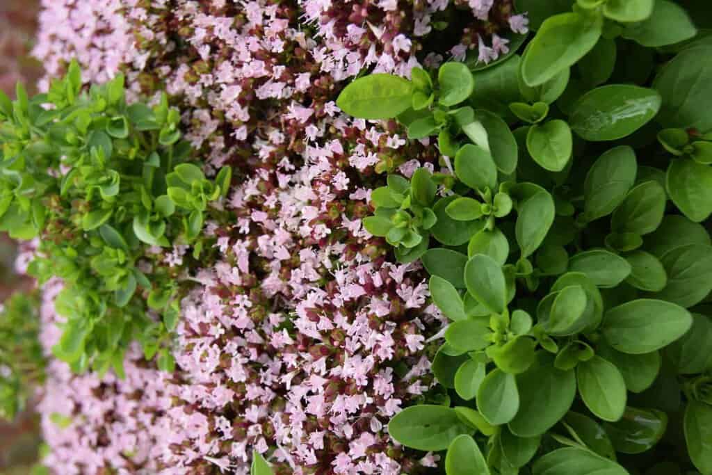 Thymus vulgaris 'Compactus' ---